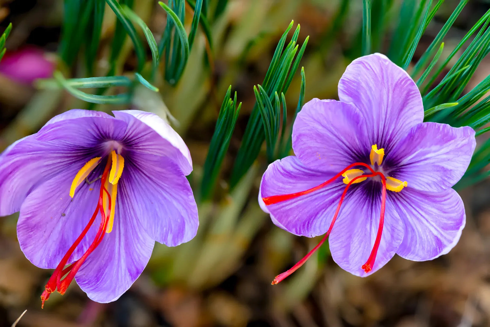 Autumn-Flowering Saffron Crocus (Crocus sativus)