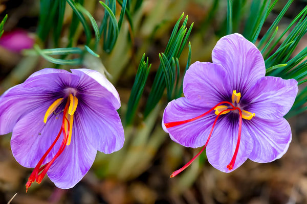 Autumn-Flowering Saffron Crocus (Crocus sativus)
