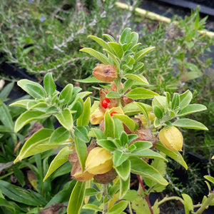Ashwagandha (Withania somnifera)