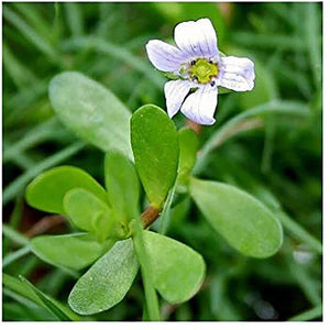 Brahmi (Bacopa monnieri)