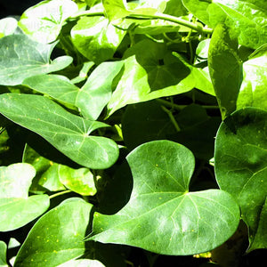 Giloy Sattva (Tinospora cordifolia)