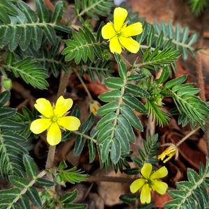 Gokshura (Tribulus terrestris)