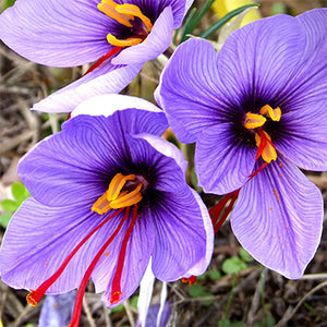 Kesar (Saffron) (Crocus sativus)