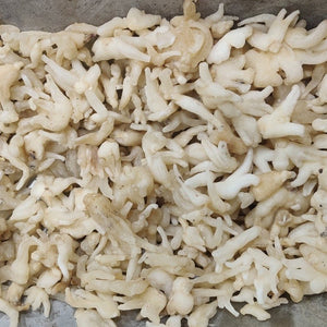 Salam Panja (Orchis mascula)