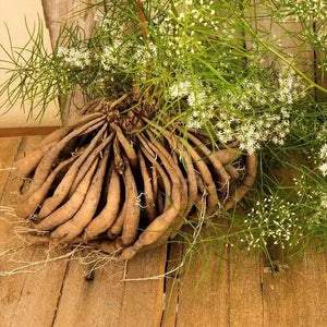 Shatavari (Asparagus racemosus)