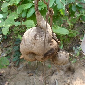 Vadarikand (Pueraria tuberosa)