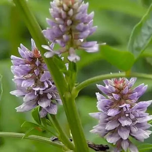 Yashtimadhu (Glycyrrhiza glabra)
